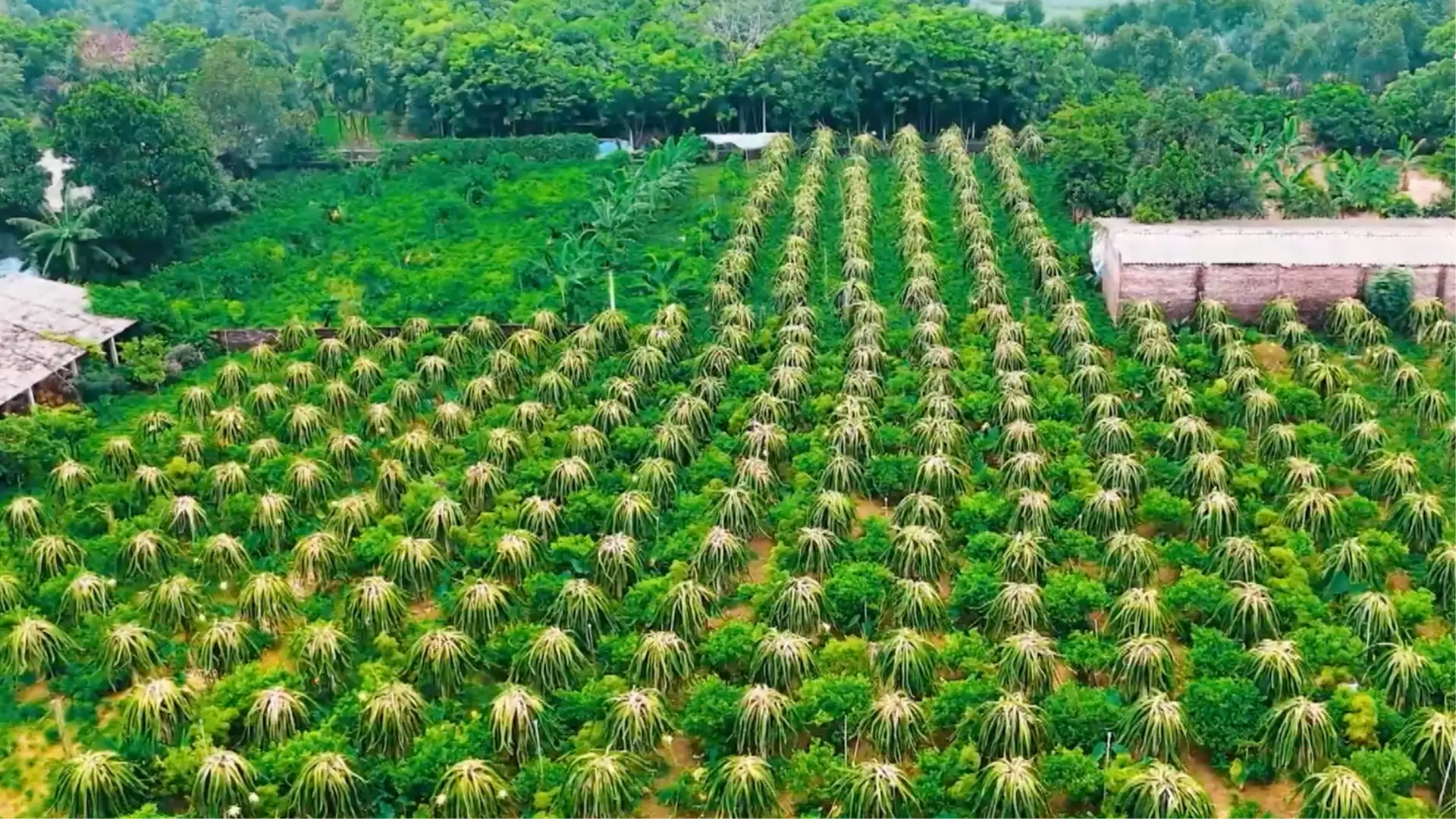 Xã Quảng Oai nâng cao giá trị sản xuất nông nghiệp | Nông nghiệp và Môi trường | 02/11/2025